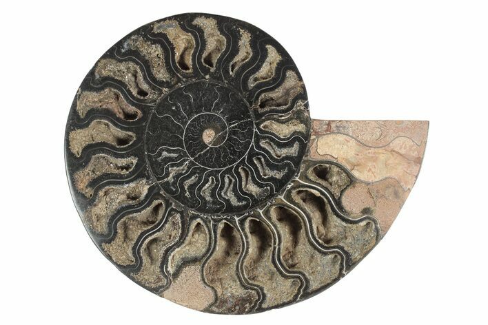 Cut & Polished Ammonite Fossil (Half) - Unusual Black Color #244962